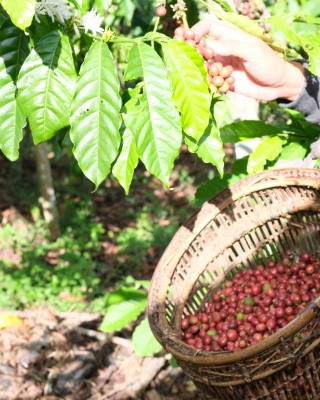 Coffee bean farmer picking beans on a plantation